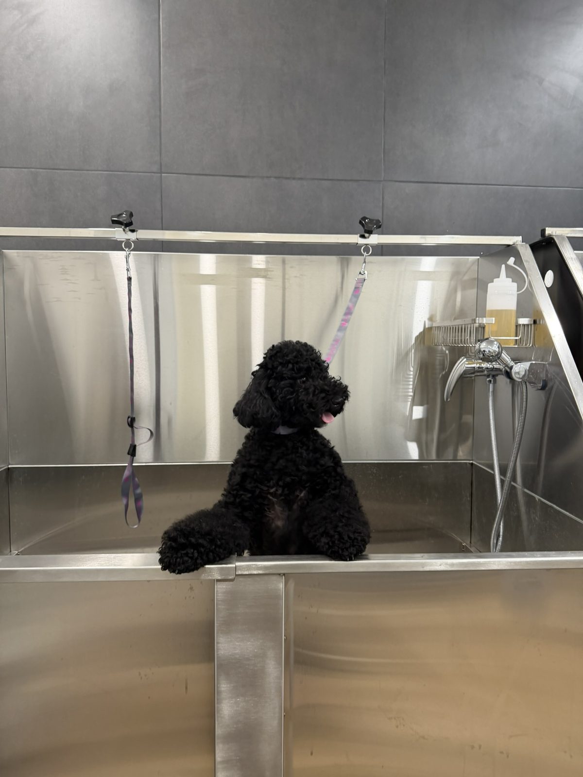 Baño de un caniche negro en Fochiko