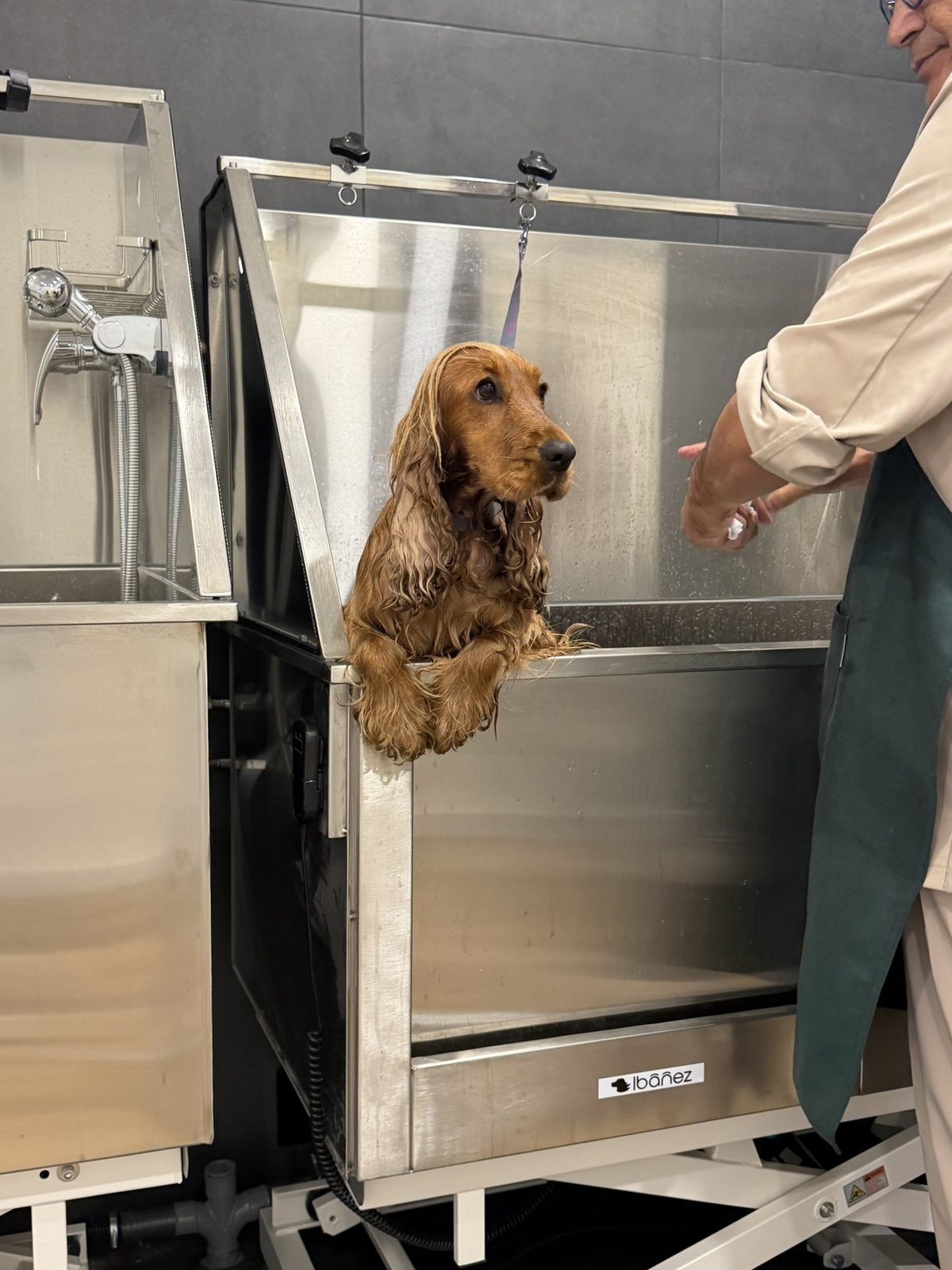 Cocker spaniel durante el baño en Fochiko